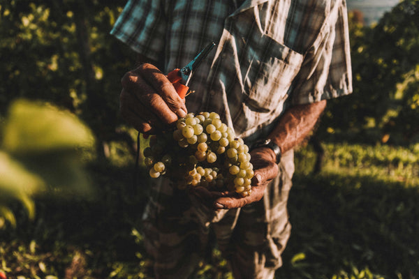 Wine Tasting Gift Card - 1 person