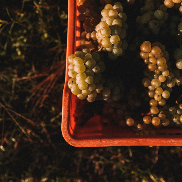 Wine Tasting Gift Card - 1 person